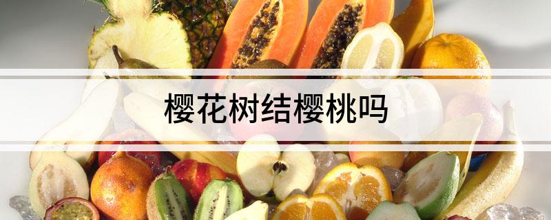 樱花树结樱桃吗(图1)